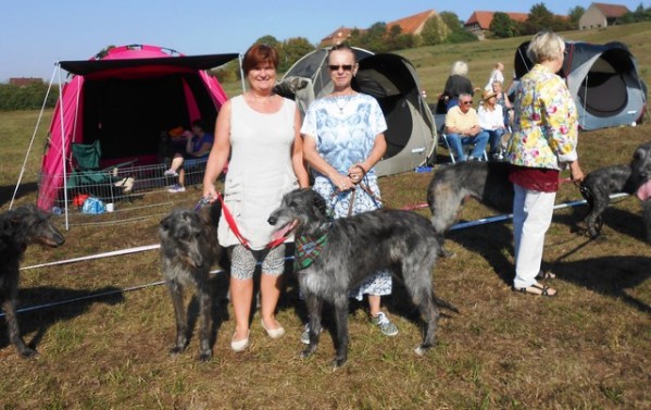 mini-Deerhound JAS 2015-1.JPG