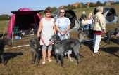 mini-Deerhound JAS 2015-1.JPG